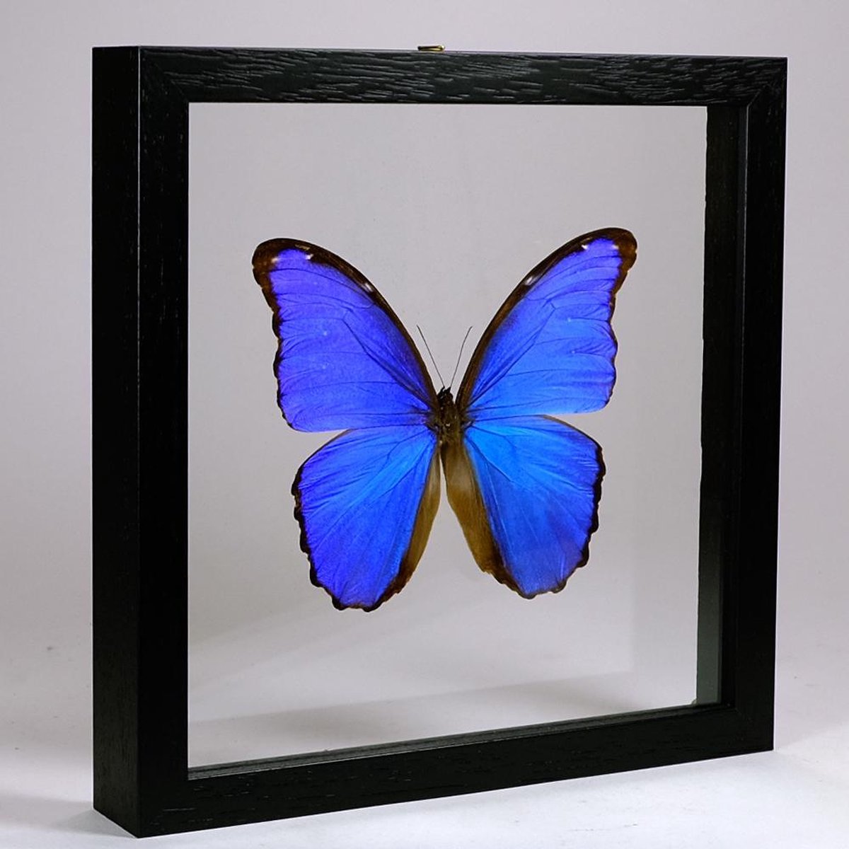 Blauwe vlinder met een zwarte lijst 24x24x24cm