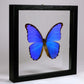 Blauwe vlinder met een zwarte lijst 24x24x24cm
